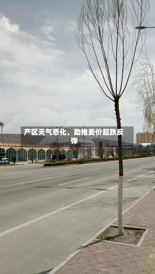 产区天气恶化,助推麦价超跌反弹